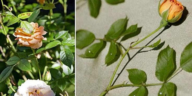 Sun Printing 2
Garden Design
Calimesa, CA