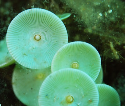 Acetabularia mediterranea or mermaid's wineglass Acetabularia mediterranea or mermaid's wineglass