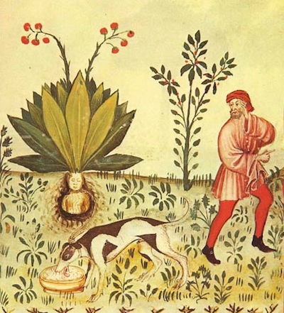 Mandragora Mandragora from 15th century manuscript