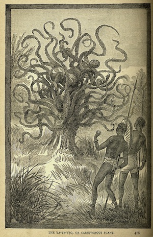Arbre Carnivore Arbre Carnivore