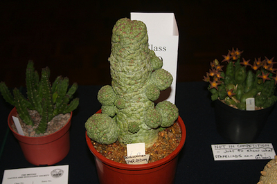 Larryleachia perlatum