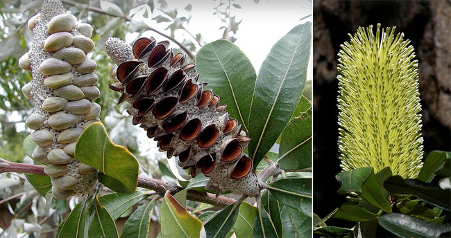 Banksia ingtegrifolia Banksia ingtegrifolia