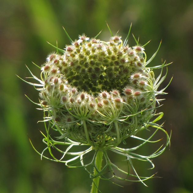 Queen Anne's Lace Queen Anne's Lace