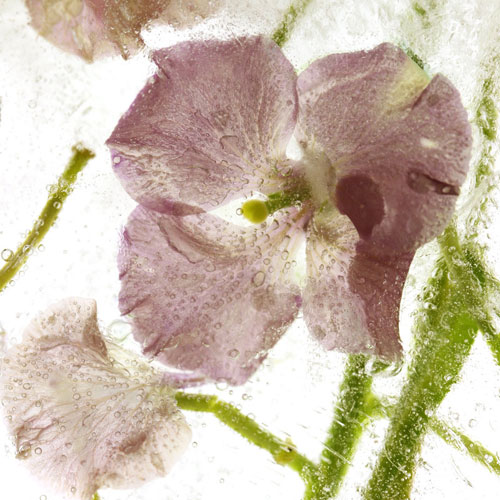 Frozen Flora