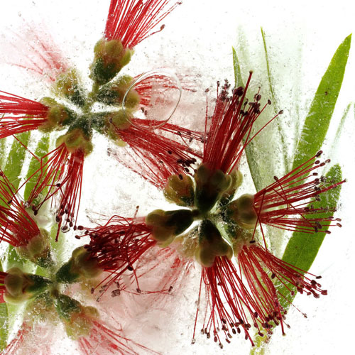 Frozen Flora