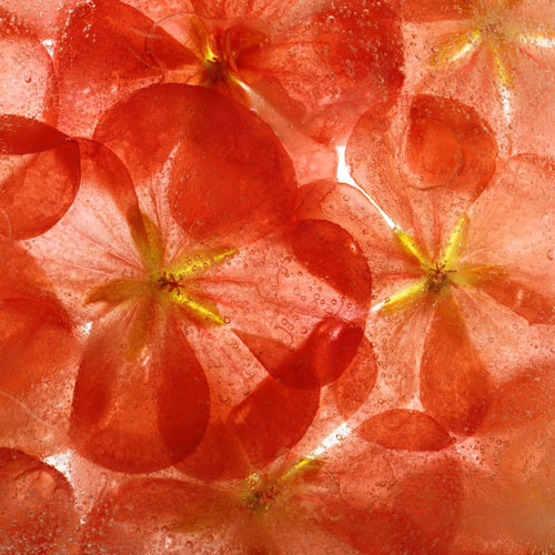 Frozen Flora