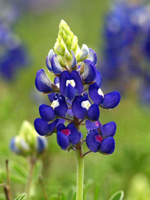 Heisch-RandyLupinus-texensis
