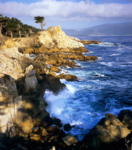 lone cypress