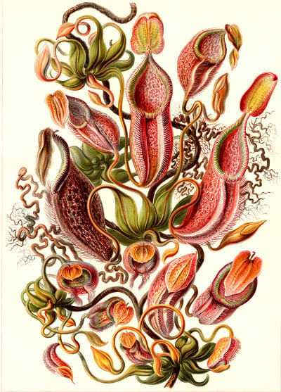 Haeckel-pitcher plant