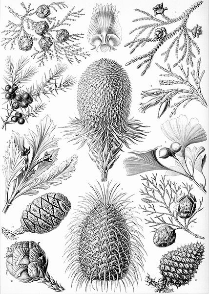 Haeckel-coniferae