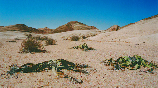 Namib-Naukluft-NP