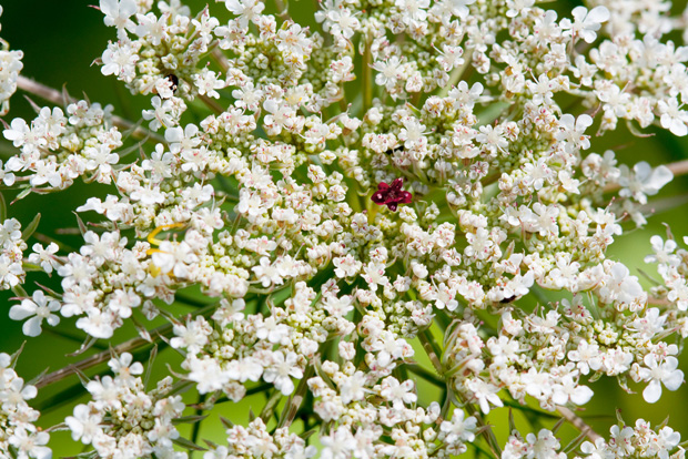 Queen Anne's Lace Queen Anne's Lace
