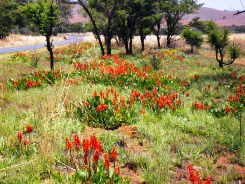 Erythrina Erythrina