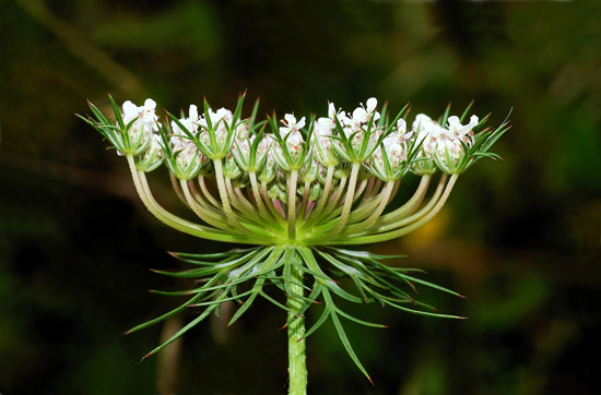 Queen Annes Lace Queen Annes Lace