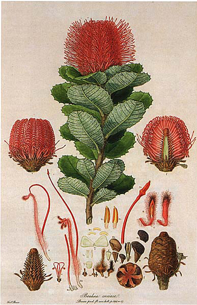 Bauer Banksia coccinea Bauer Banksia coccinea