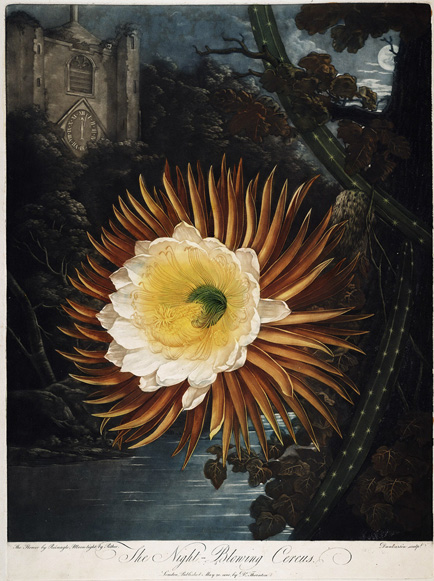 Cereus Cereus