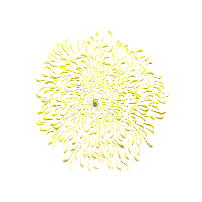 chrysanthemum chrysanthemum