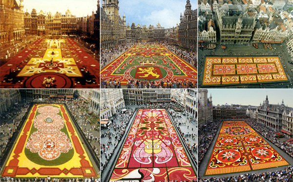 begonia carpet