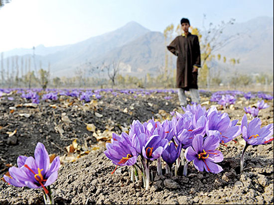 saffron fields