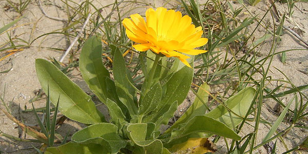 calendula