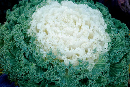 kale