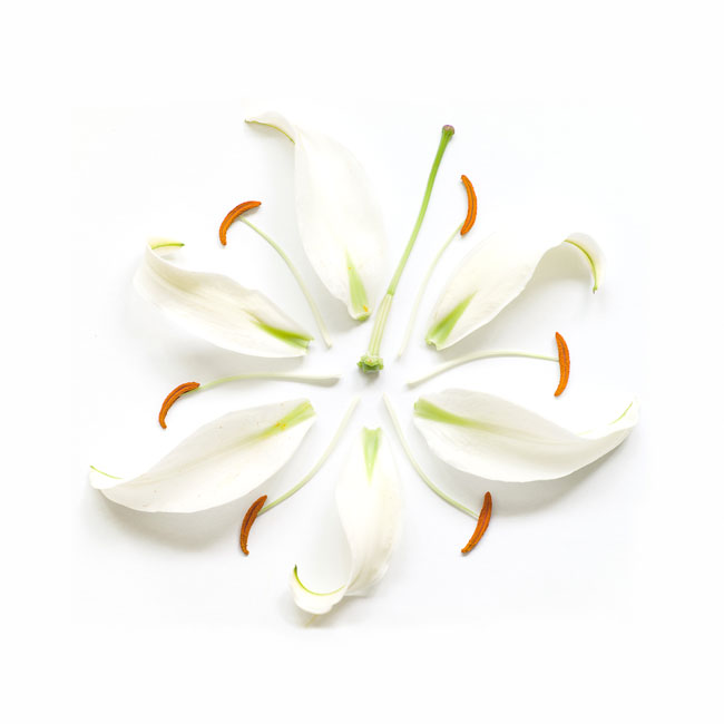 lily.jpg lily