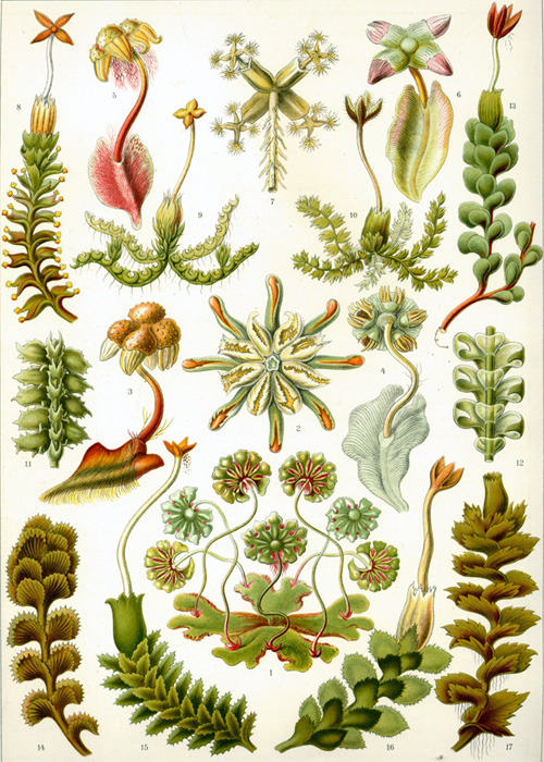 Haeckel-liverworts