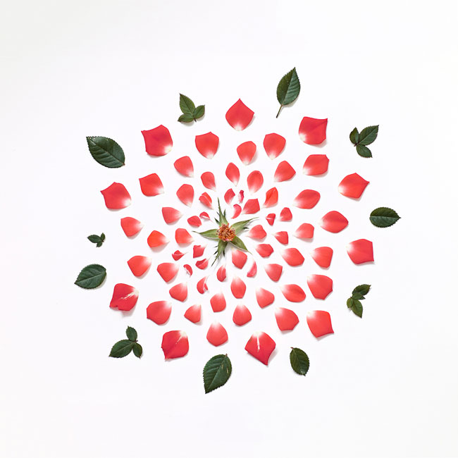 rose rose