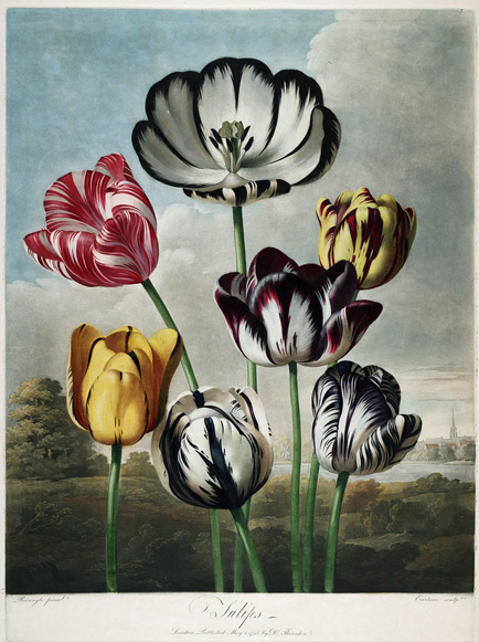 tulips tulips