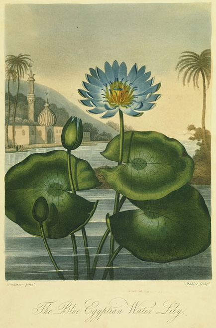 Water lily Water lily