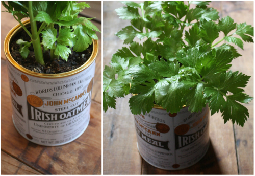container celery