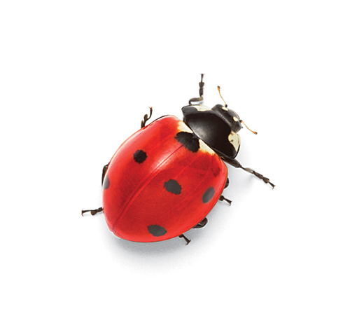 ladybug