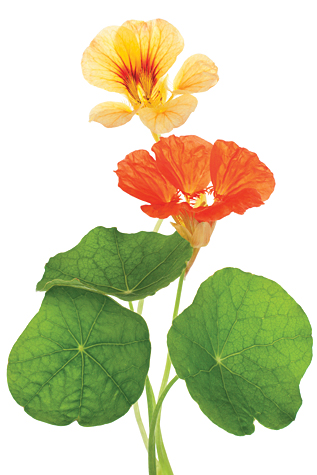 nasturtium