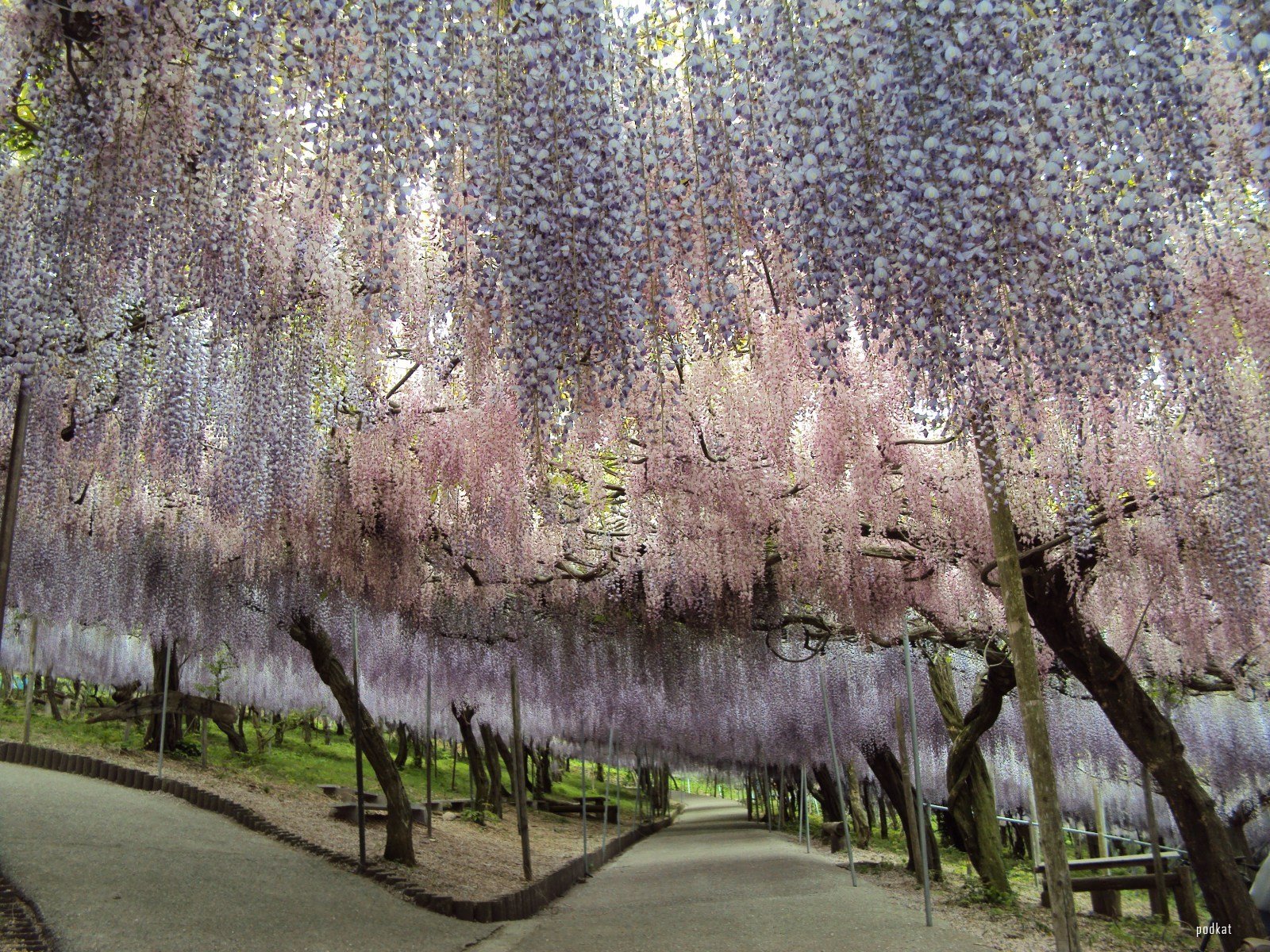 wisteria tunnel 3