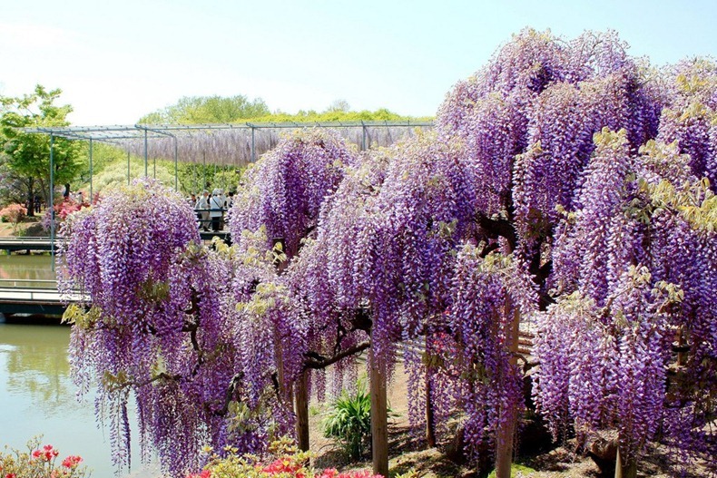 wisteria tunnel 4