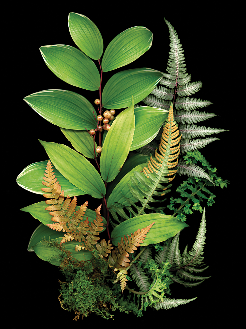 Ken Druse ferns