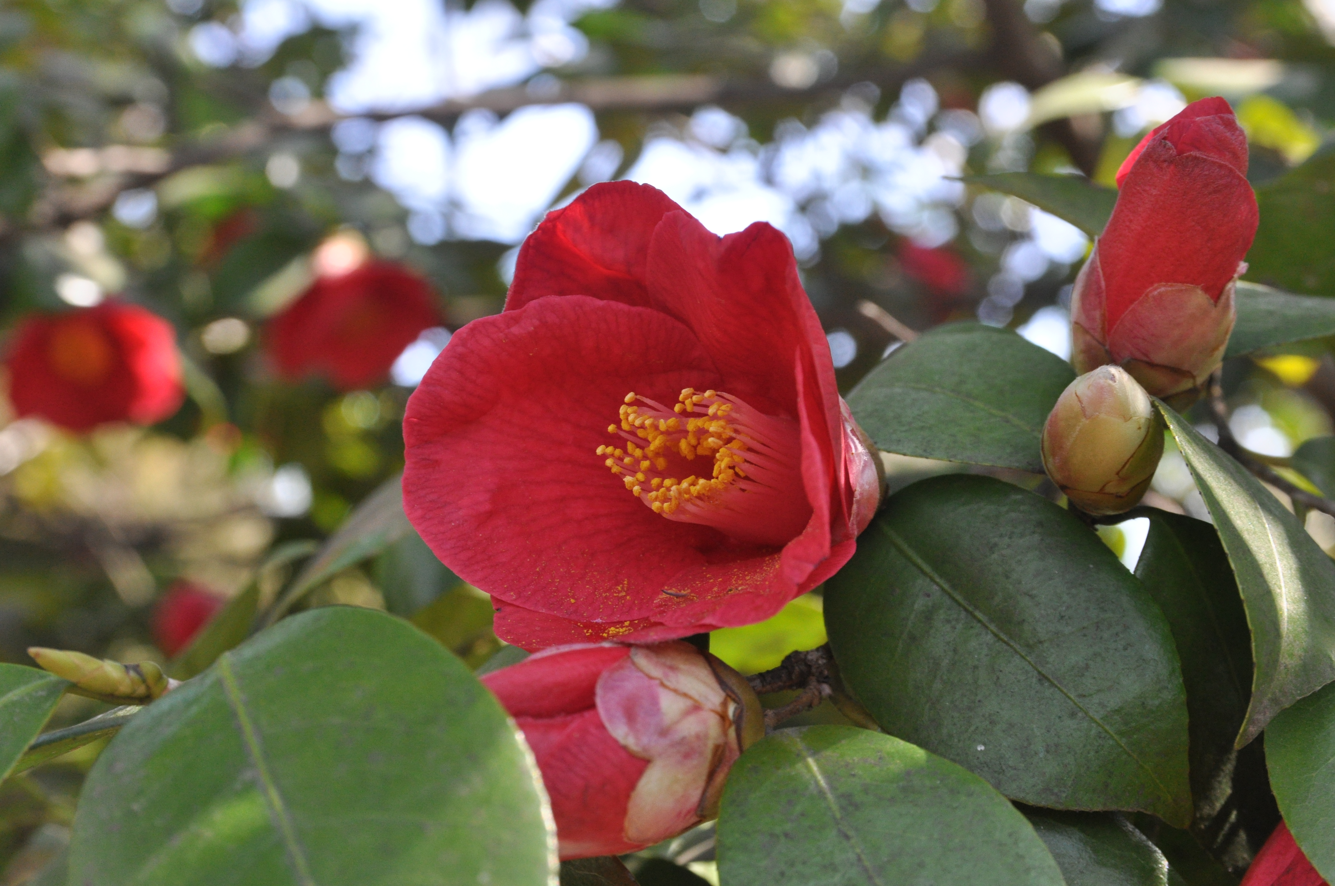camellia 2