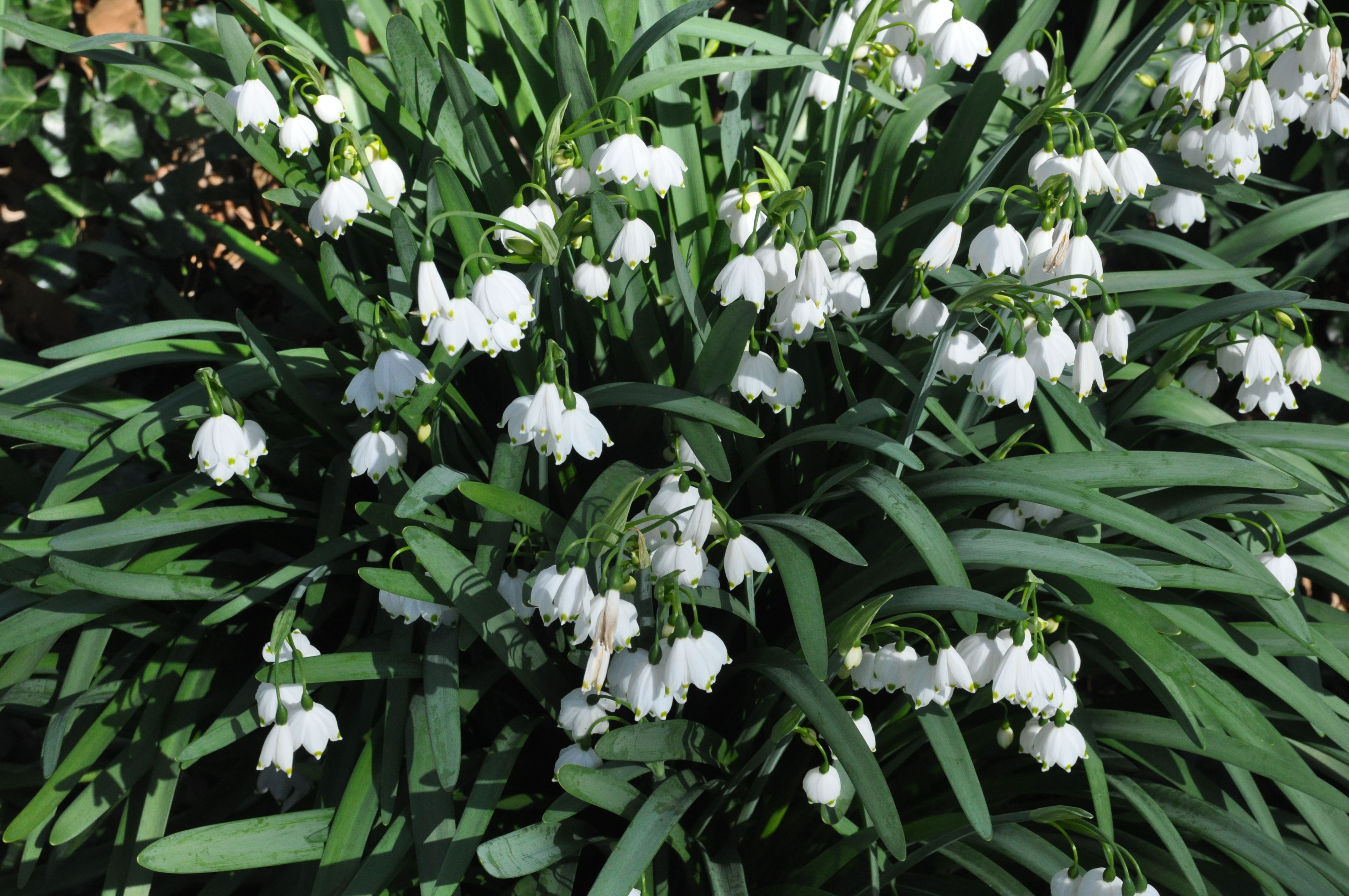 white bulb flowers