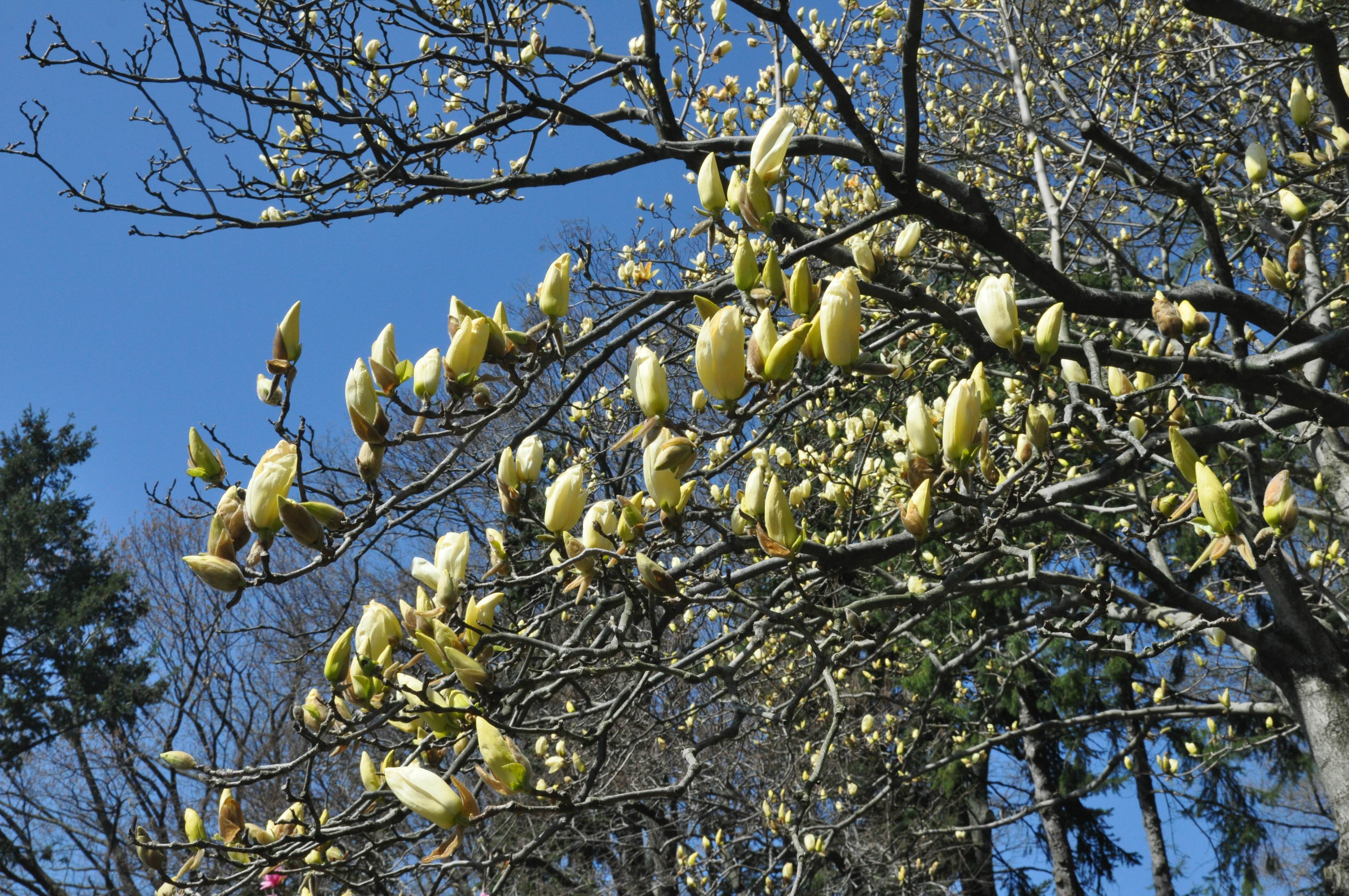 yellow magnolia