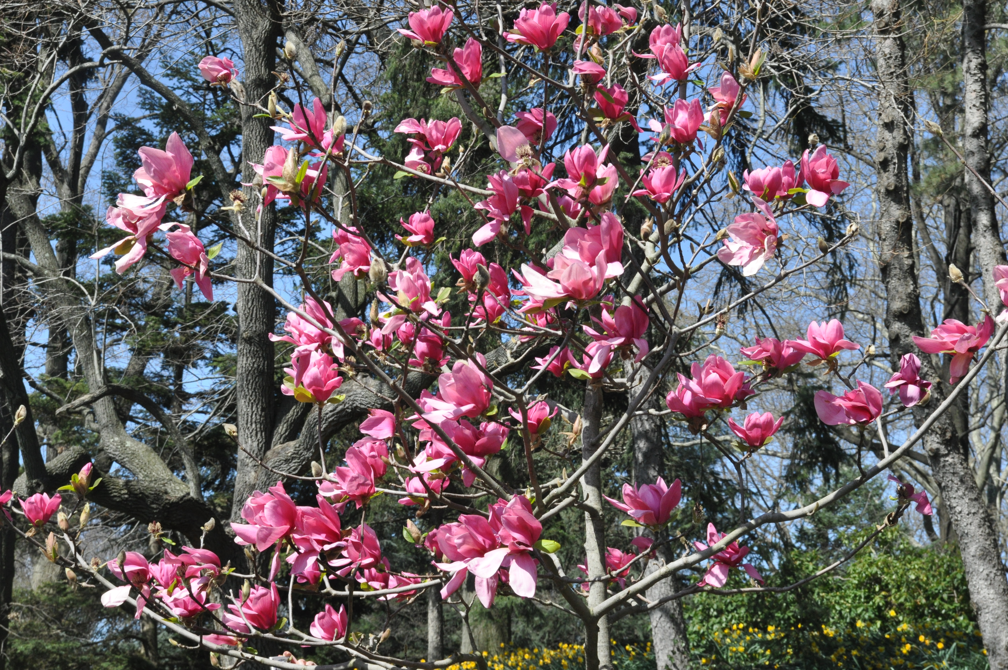dark pink magnolias