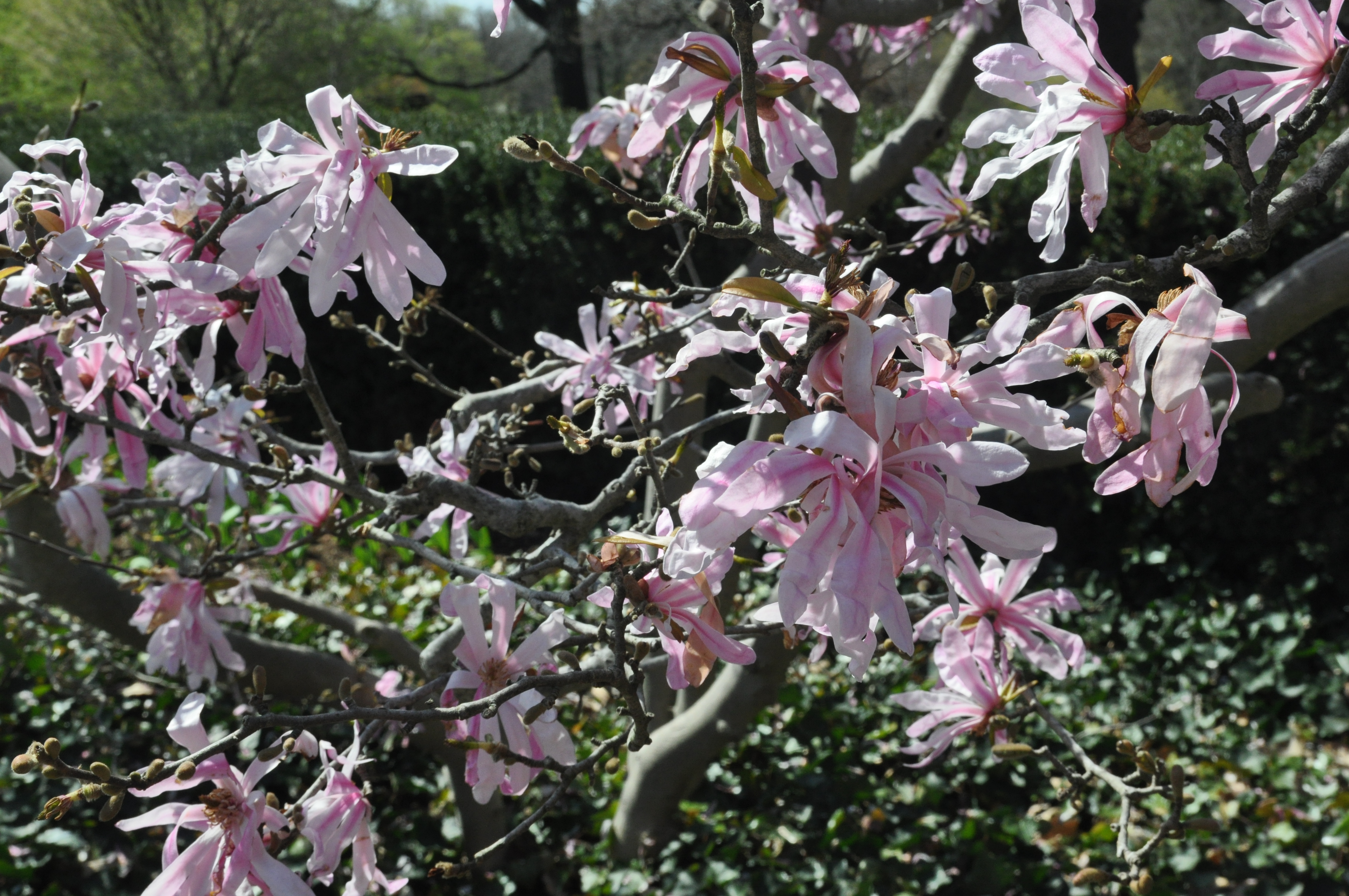 pink magnolia stellata