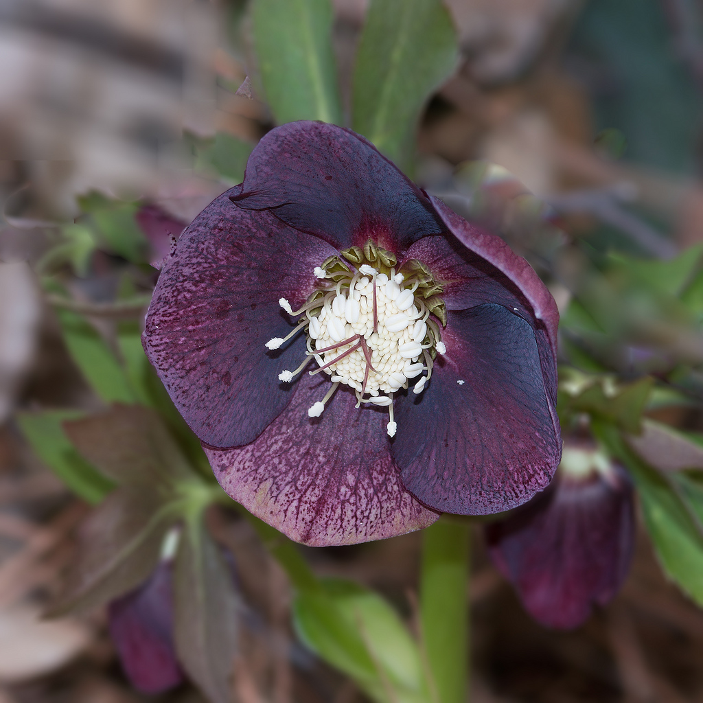 black hellebore