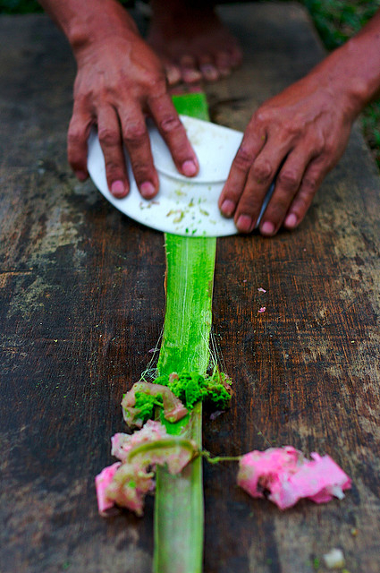 scraping pineapple leaf scraping pineapple leaf