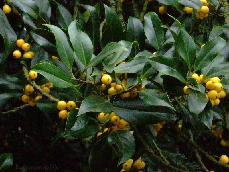 yellow holly berry