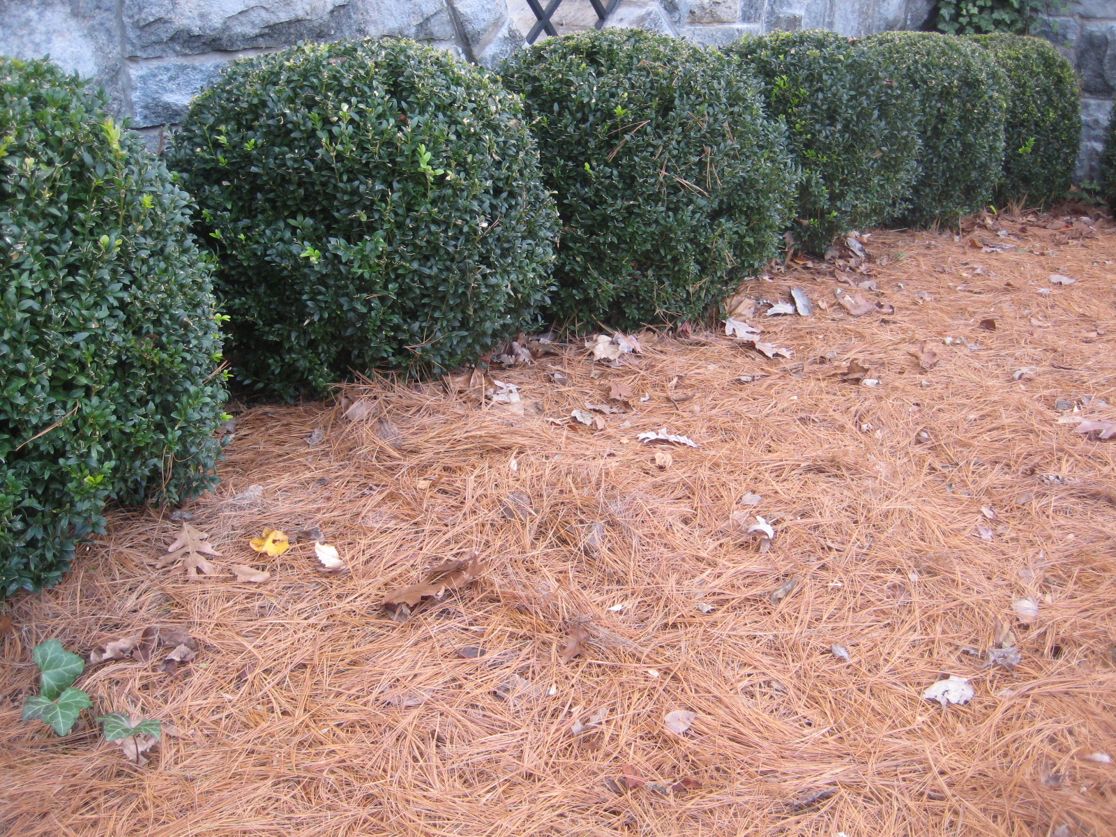 Garden Mulch How To | Garden Design