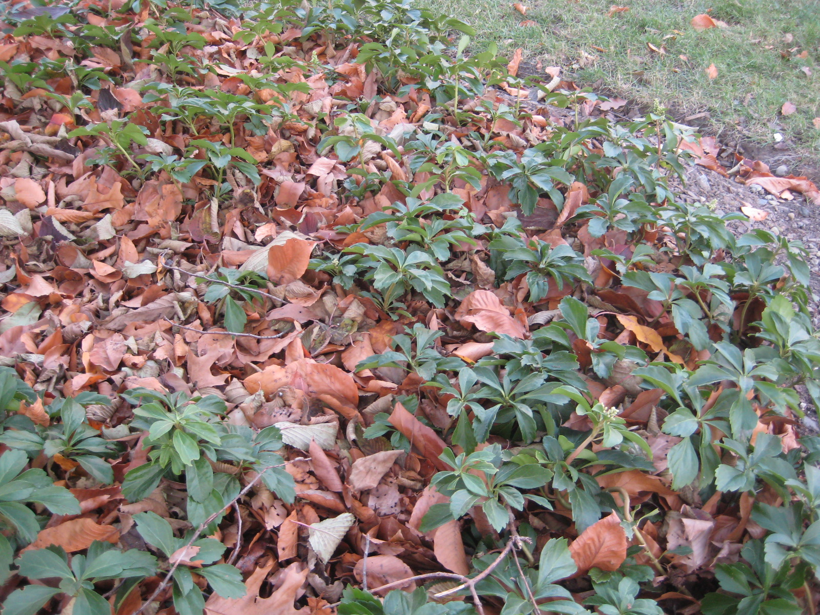 leaf mulch leaf mulch