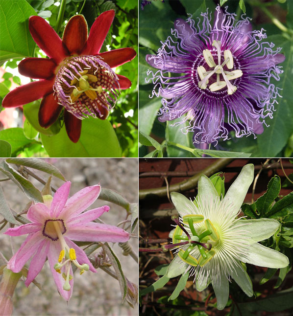 passiflora