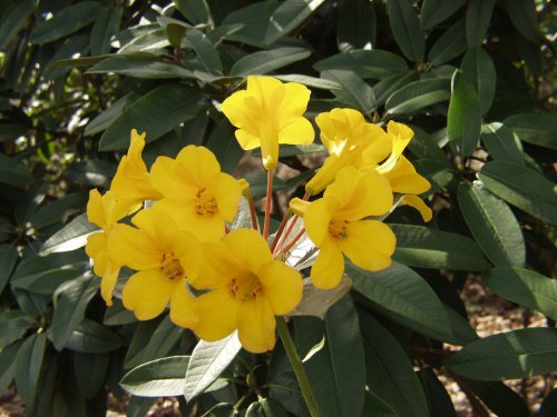 Laetum Laetum