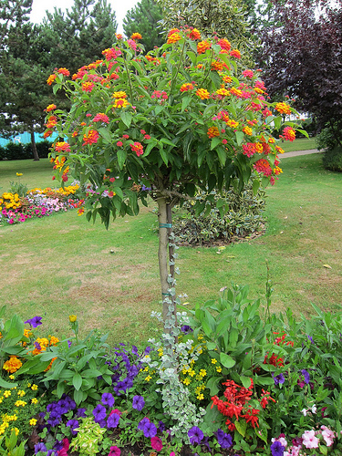 Garden Design - Les Rhumbs 1