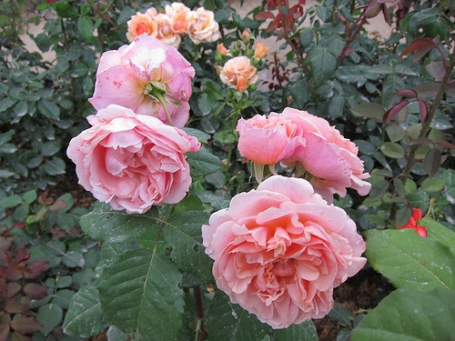 Garden Design - Les Rhumbs 4